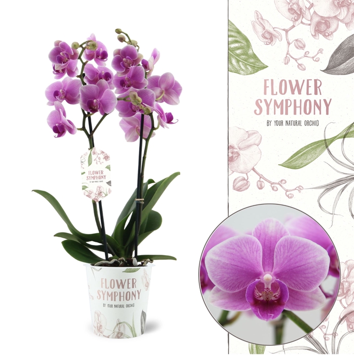 <h4>Phalaenopsis   ...lilac</h4>