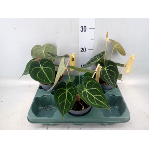 Anthurium clarinervium