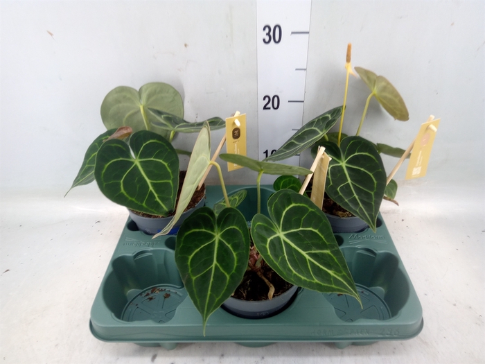 <h4>Anthurium clarinervium</h4>