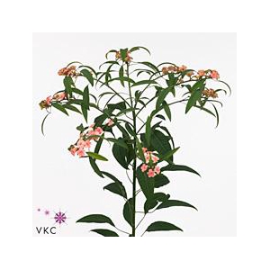 Euphorbia sp pink baron