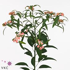 <h4>Euphorbia sp pink baron</h4>