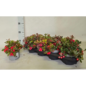GAULTH PROCUMBENS