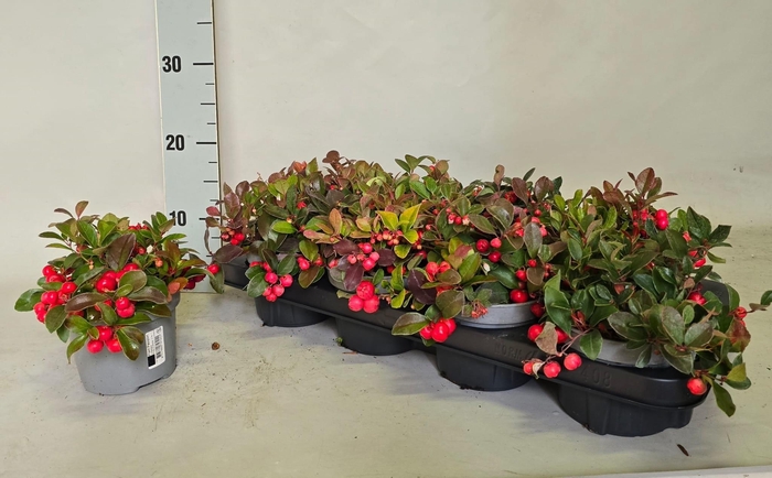 <h4>GAULTH PROCUMBENS</h4>