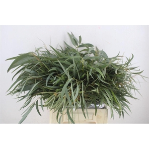 Euca Nicoly Short 150gr P Bunch