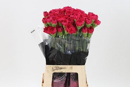 <h4>Di St Bizet</h4>