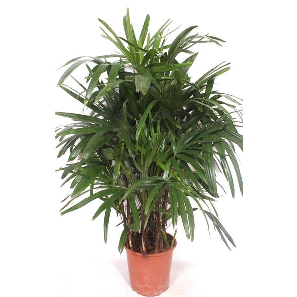 <h4>Rhapis excelsa</h4>