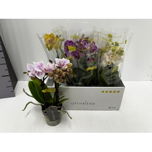 Phalaenopsis MF mix 7Ø 25cm 2st 10fl