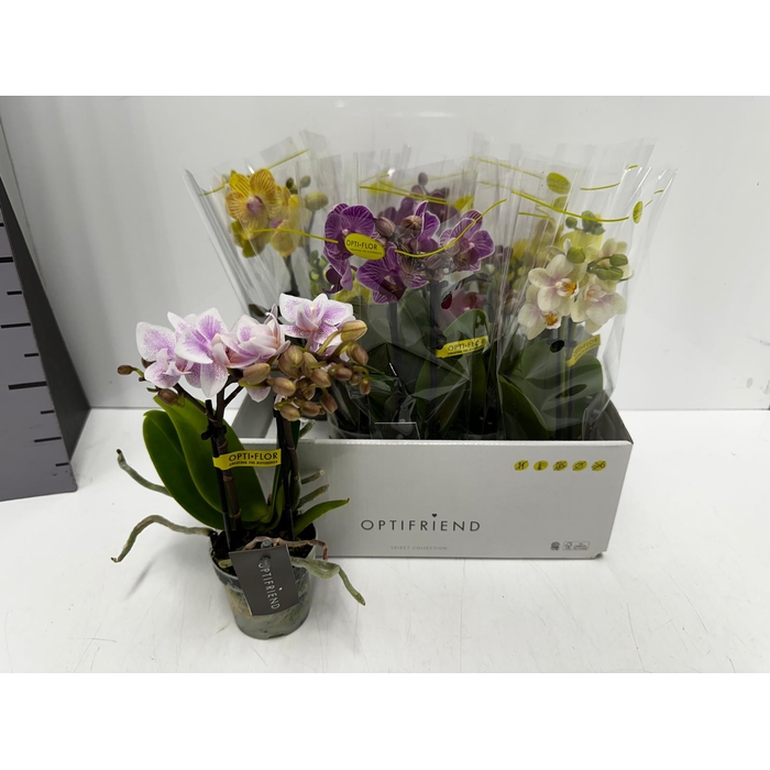 <h4>Phalaenopsis MF mix 7Ø 25cm 2st 10fl</h4>