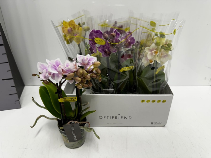 Phalaenopsis MF mix 7Ø 25cm 2st 10fl