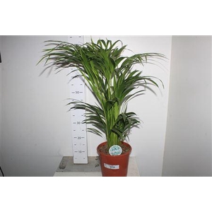 Dypsis Lutescens 25pp