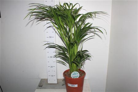 <h4>Dypsis Lutescens 25pp</h4>
