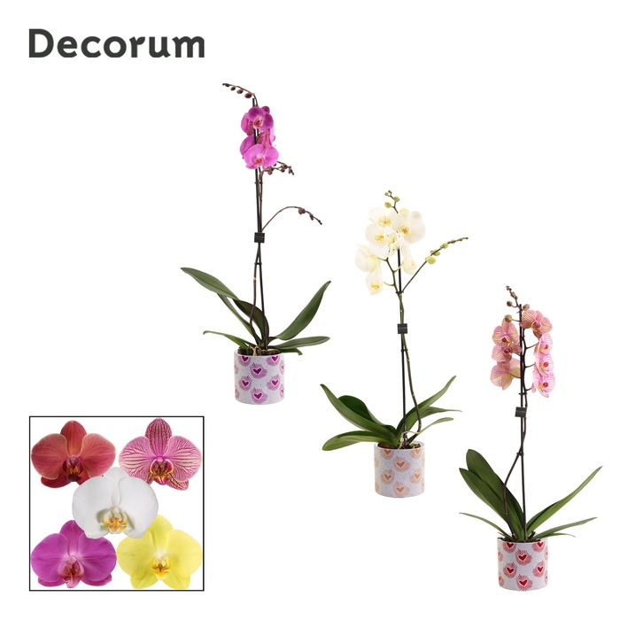 <h4>Phalaenopsis 1 tak 9+ mix in Nine (Bubblicious-collection)</h4>