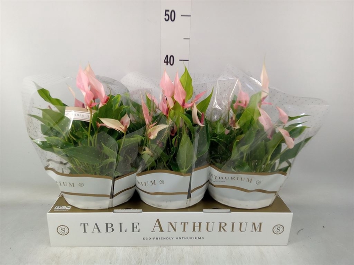 <h4>Anthurium andr. 'Lilli'</h4>