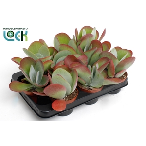 KALANCHOE THYRSIFL