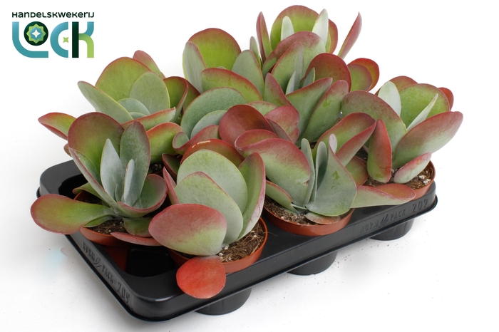 <h4>KALANCHOE THYRSIFL</h4>