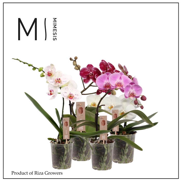 <h4>Phalaenopsis Spirit Mix 1 spike - 12cm | Mimesis</h4>