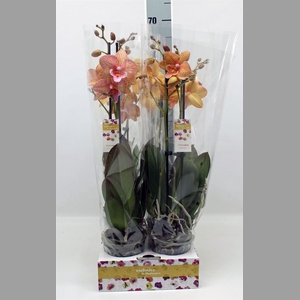 Phalaenopsis   ...
