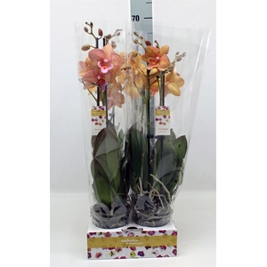 Phalaenopsis   ...