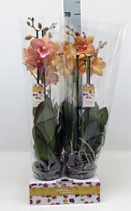 <h4>Phalaenopsis   ...</h4>