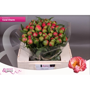 Paeonia Coral Charm | Heavy Quality