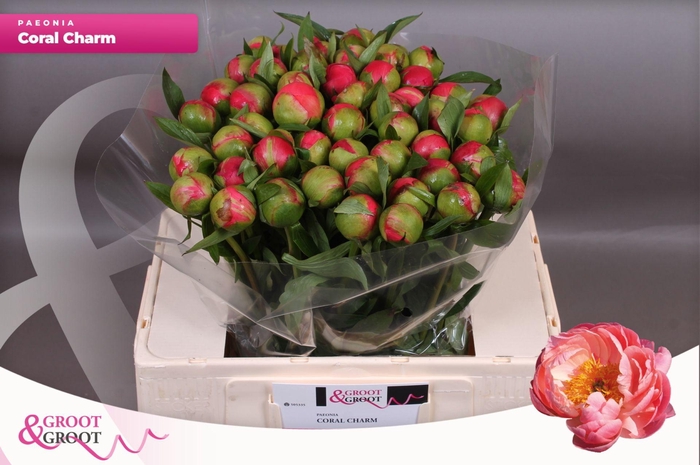 Paeonia Coral Charm | Heavy Quality