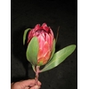 Protea Sylvia  - LIMITED