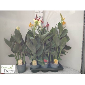 CANNA CANNOVA GEM
