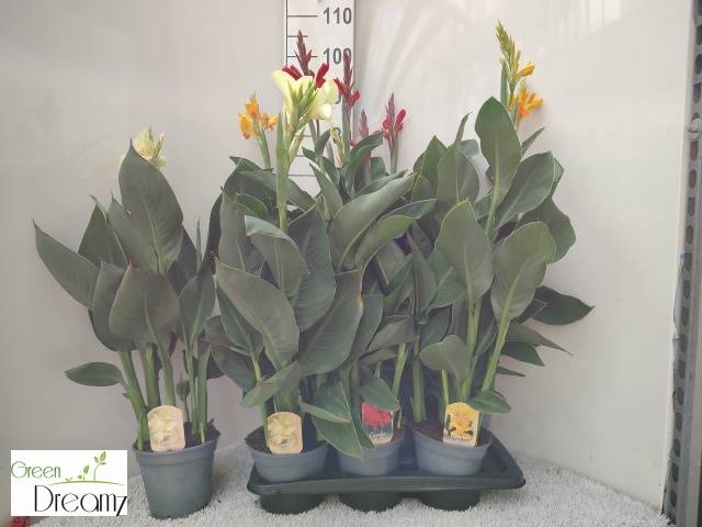 <h4>CANNA CANNOVA GEM</h4>