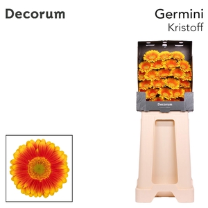 Germini Kristoff Diamond
