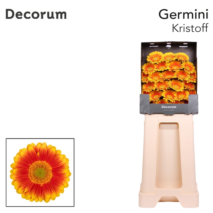 <h4>Germini Kristoff Diamond</h4>
