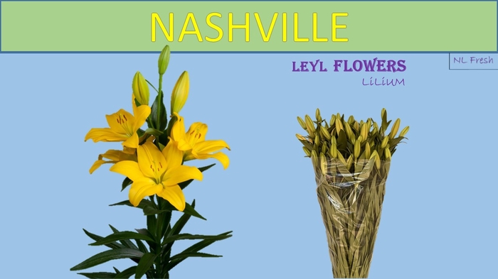 <h4>LI LA NASHVILLE</h4>