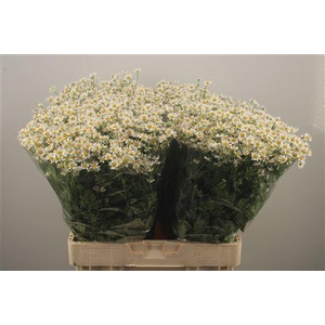 Tanacetum Pa Cameron