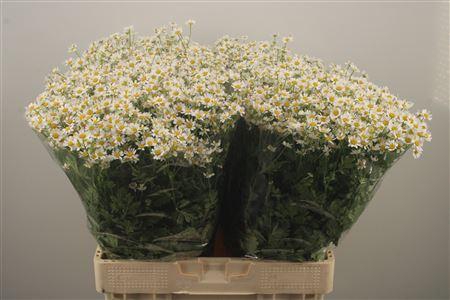 <h4>Tanacetum Pa Cameron</h4>