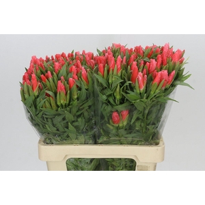 Clarkia Salmon