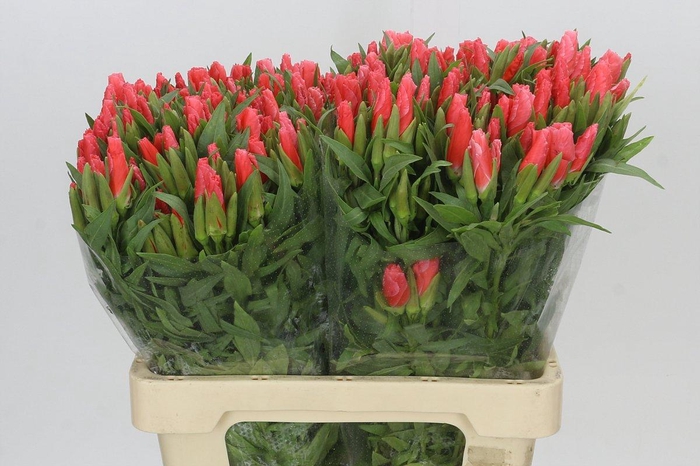 <h4>Clarkia Salmon</h4>