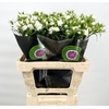 Dianthus Br Doblino White