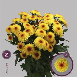 CHR T ABBEY YELLOW