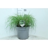 Pennisetum Alopecuroides Hameln