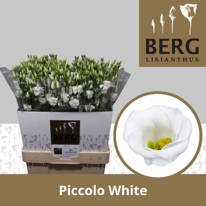 Lisianthus Piccolo White