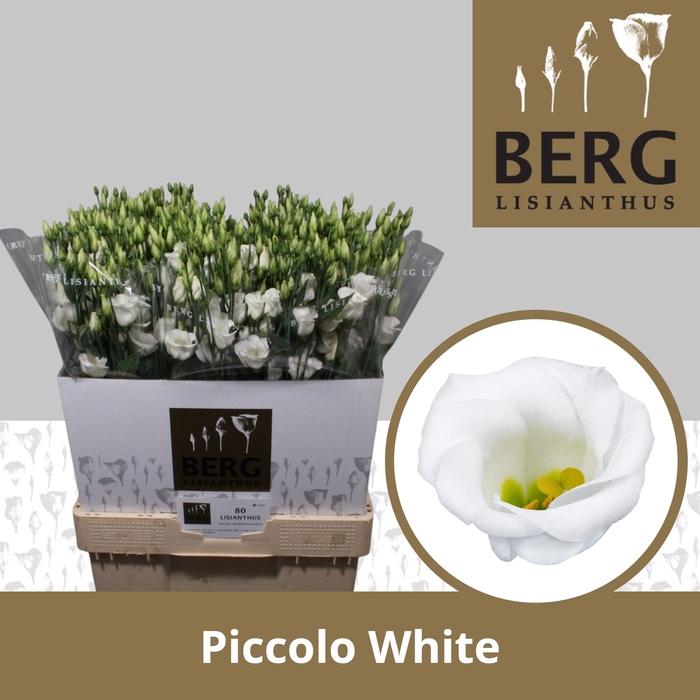 <h4>Lisianthus Piccolo White</h4>
