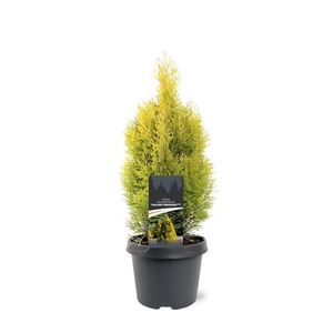 Thuja occidentalis 'Golden Smaragd' (pbr)