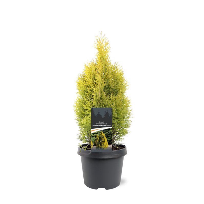 <h4>Thuja occidentalis 'Golden Smaragd' (pbr)</h4>