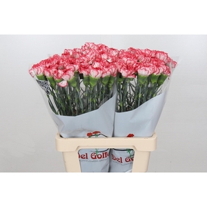 Dianthus St Akemi*