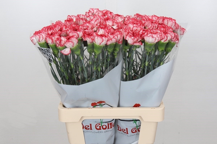 <h4>Dianthus St Akemi*</h4>