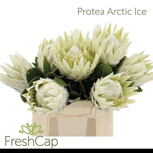 PROTEA CY AYOBA A IC