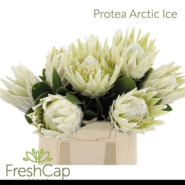 <h4>PROTEA CY AYOBA A IC</h4>