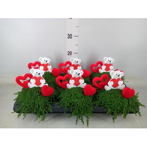 Soleirolia soleirolii   ...green