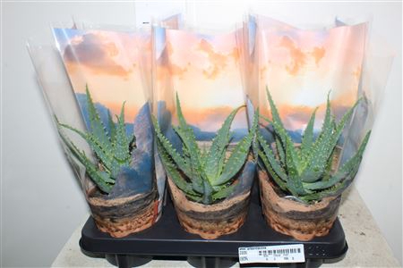 <h4>Aloe Arborescens</h4>