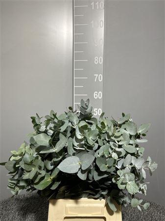 <h4>Euca Cinerea 200gr</h4>