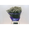 Limonium sinensis White Diamond